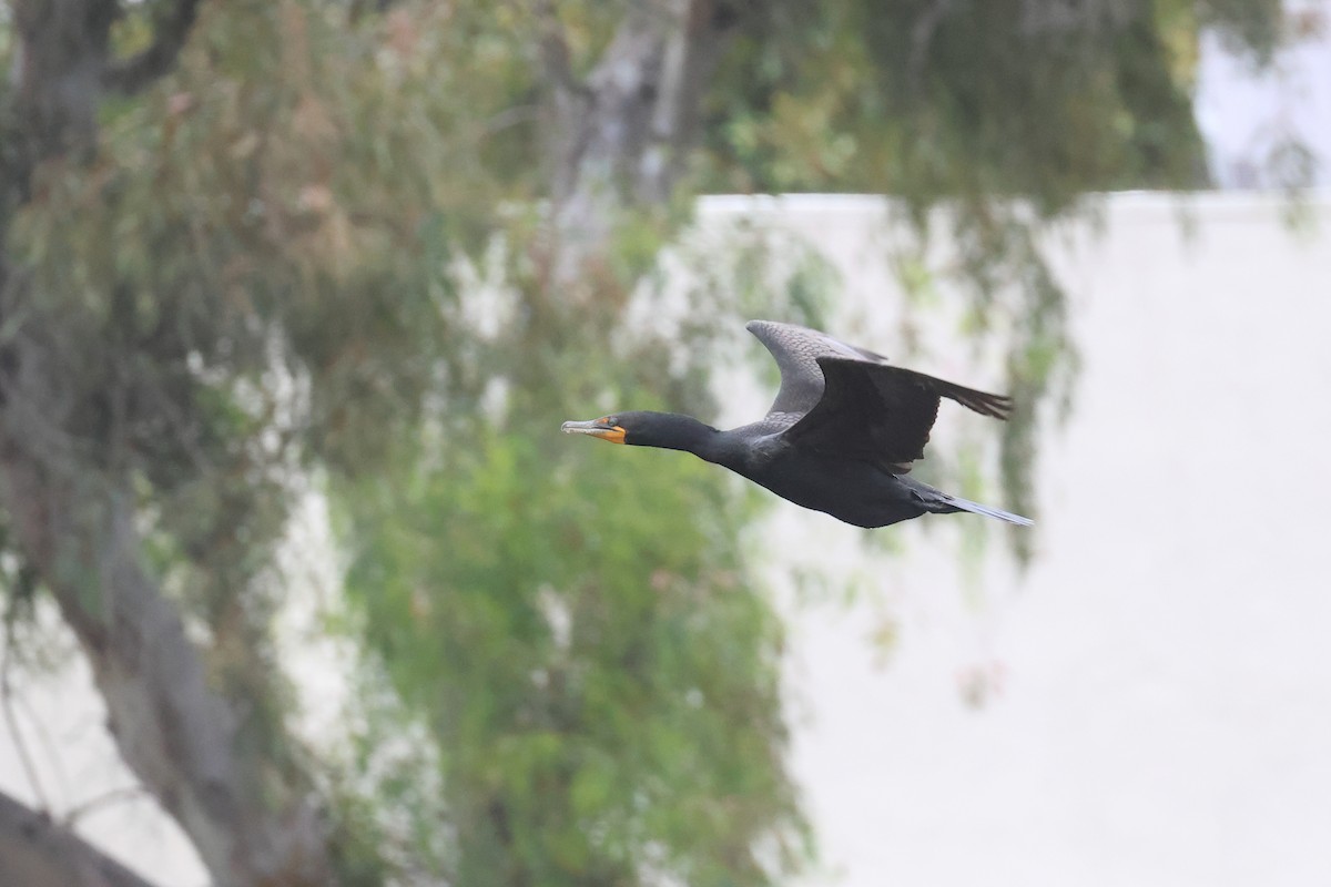 Double-crested Cormorant - Tom Fangrow