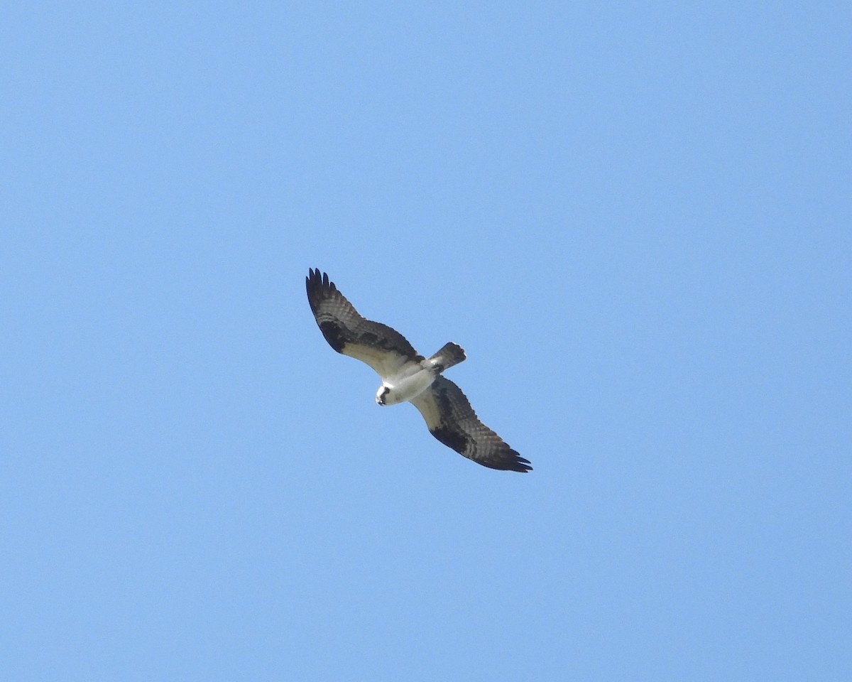 Osprey - Christopher Zayachkowski