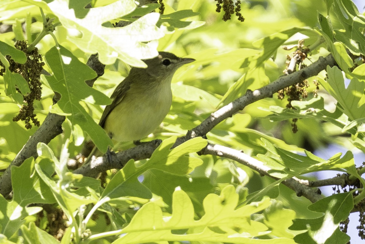 Bell's Vireo - Else Karlsen