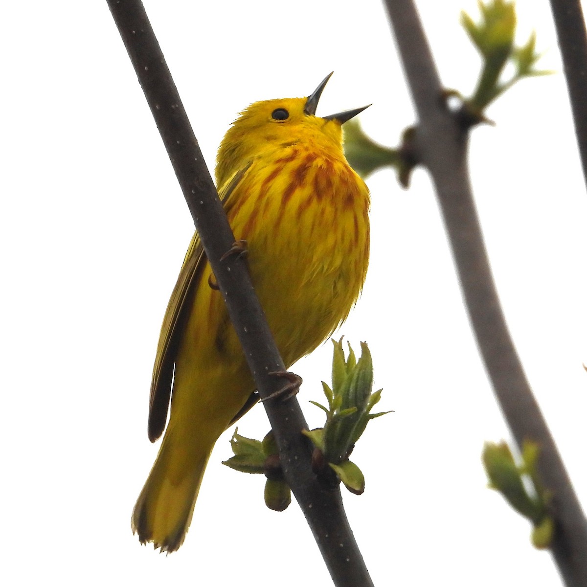 Yellow Warbler - Christopher Zayachkowski