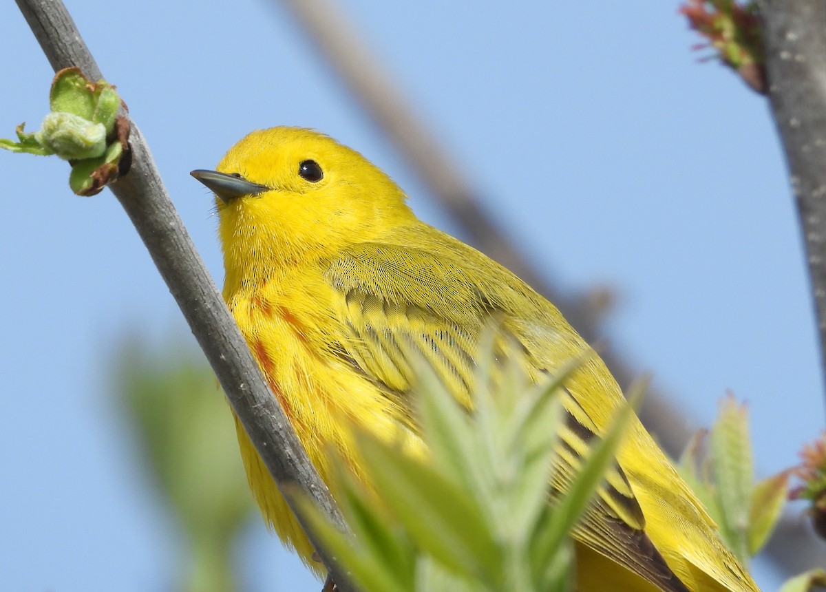 Yellow Warbler - Christopher Zayachkowski