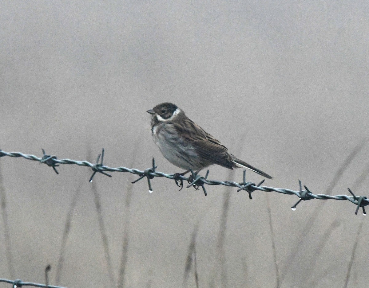 Reed Bunting - A Emmerson