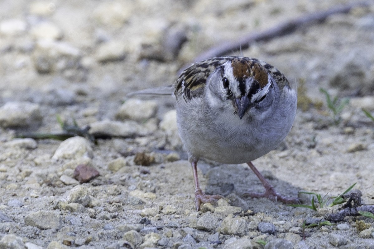 Chipping Sparrow - Else Karlsen