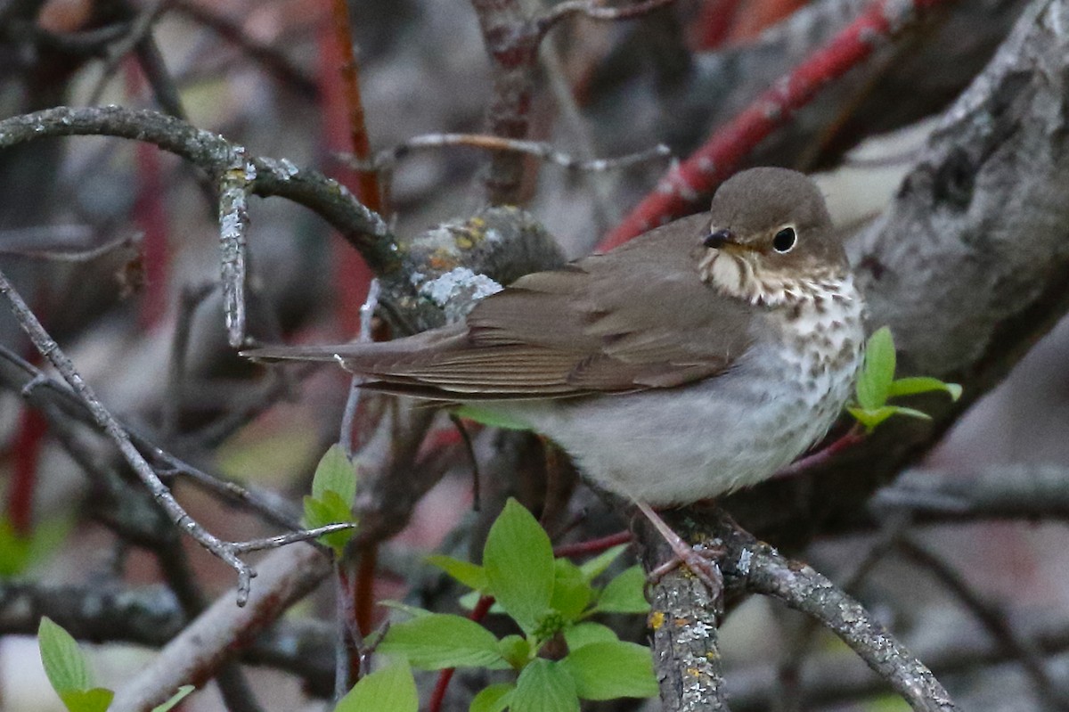 Swainson's Thrush - Douglas Faulder