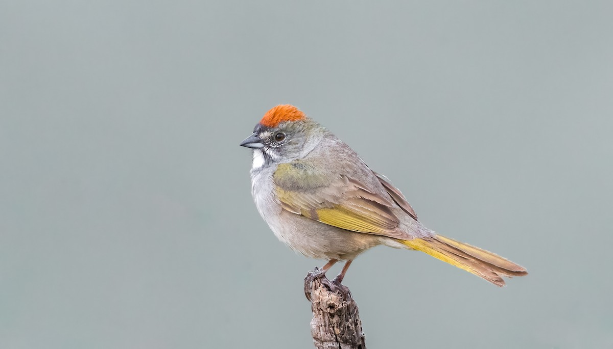 Green-tailed Towhee - Jim Merritt