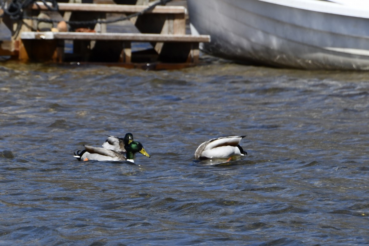 Canard colvert - ML619193824