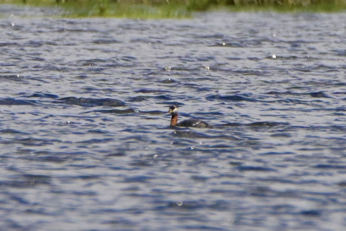 Red-necked Grebe - ML619193833