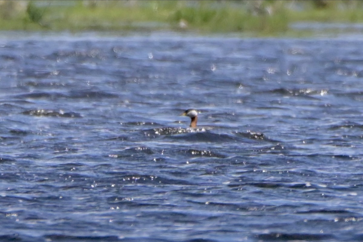 Red-necked Grebe - ML619193842