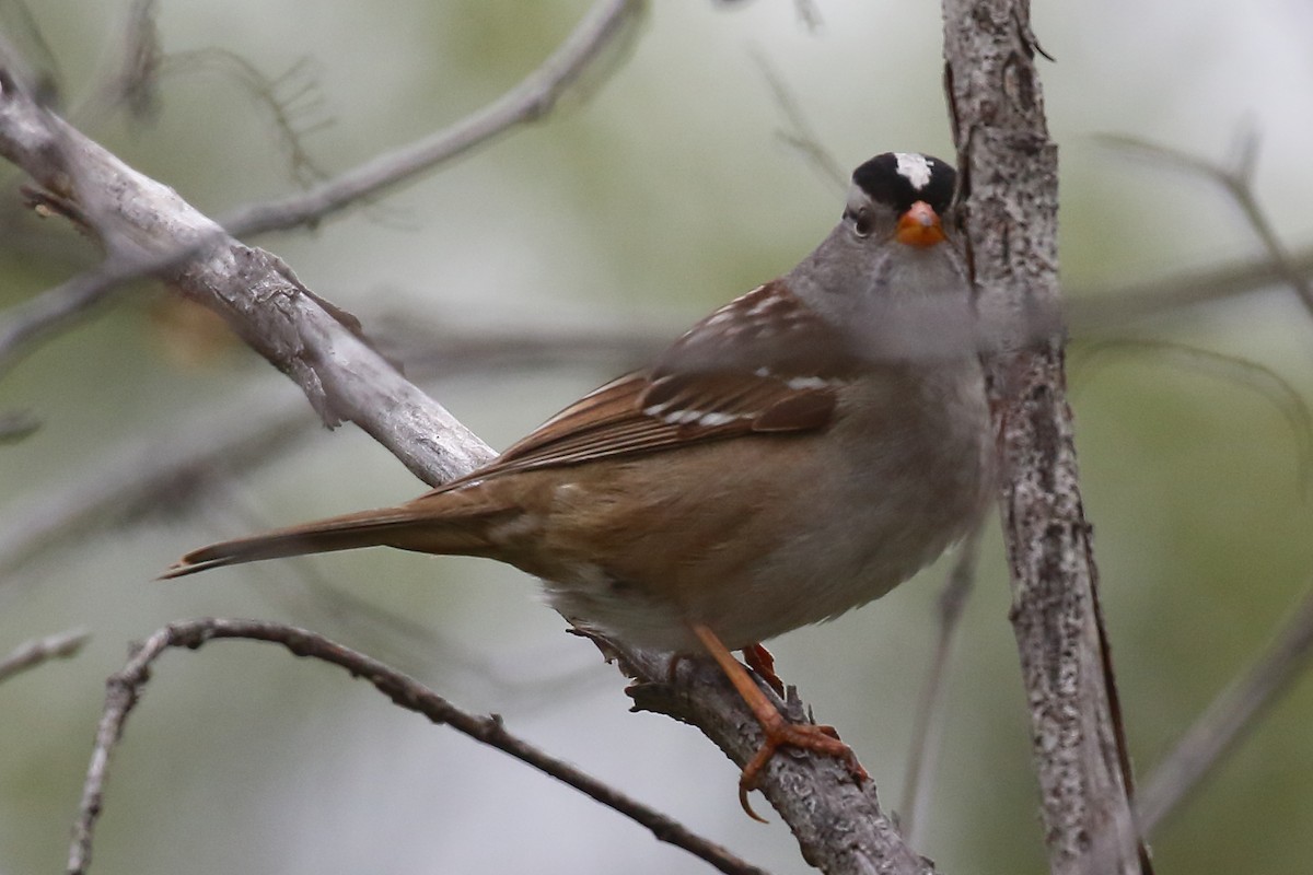 White-crowned Sparrow - Douglas Faulder