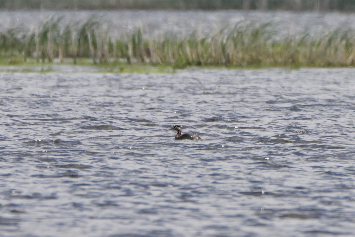 Red-necked Grebe - ML619193855