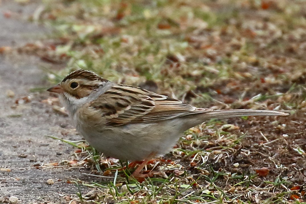 Clay-colored Sparrow - Douglas Faulder