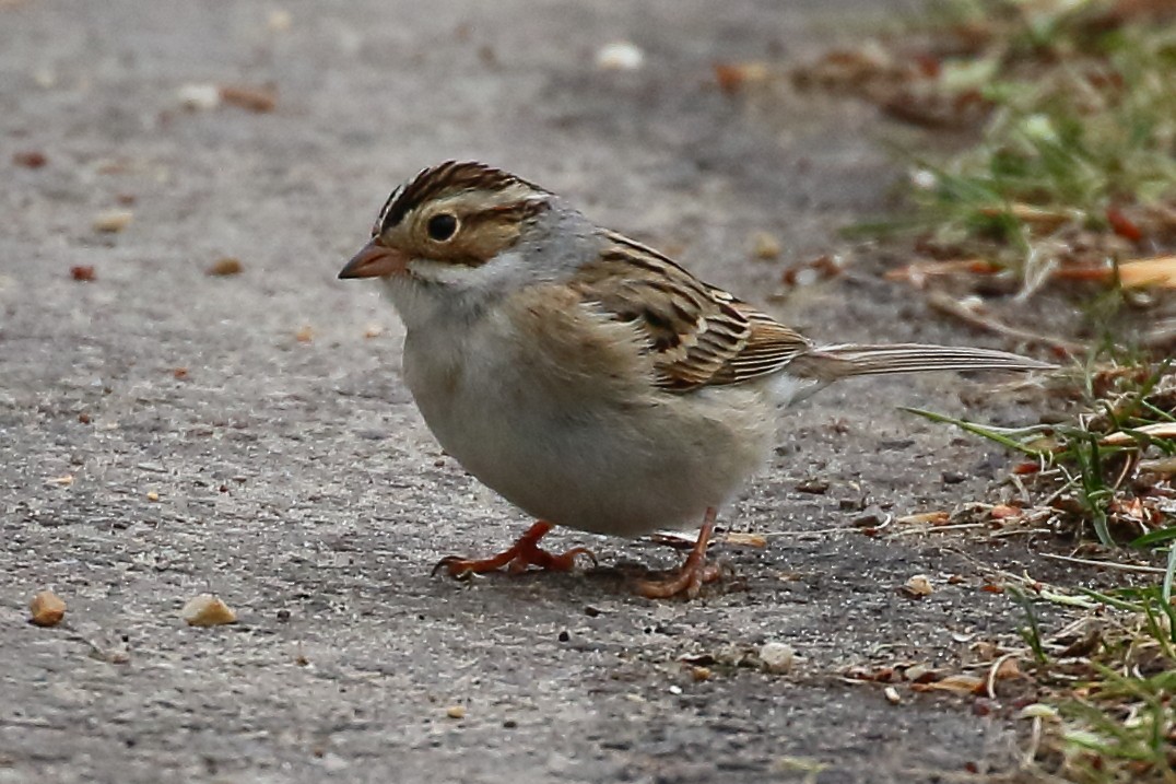 Clay-colored Sparrow - Douglas Faulder