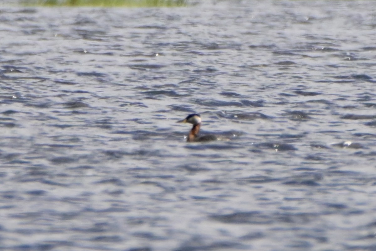 Red-necked Grebe - ML619193867