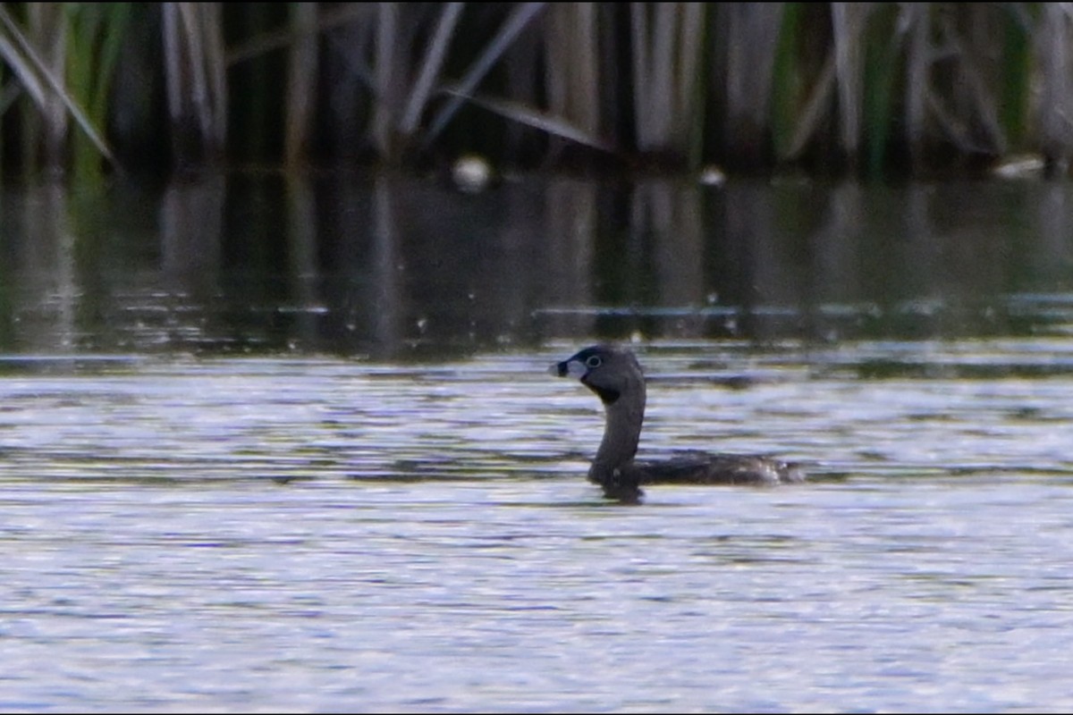 Pied-billed Grebe - ML619193870