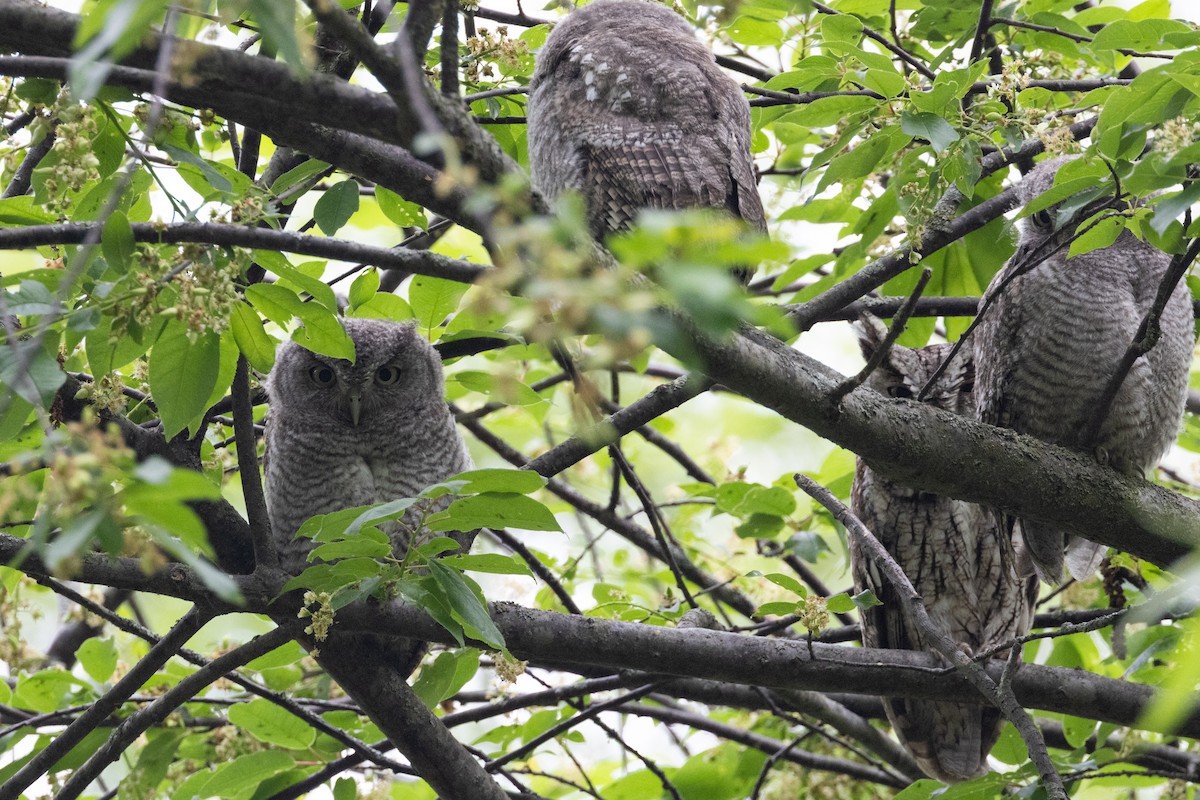 Eastern Screech-Owl (Northern) - Rob  Sielaff