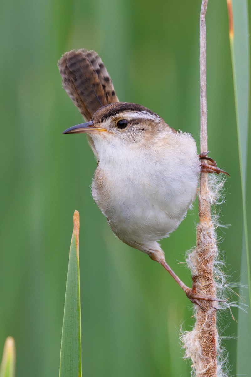 Marsh Wren (palustris Group) - ML619193901