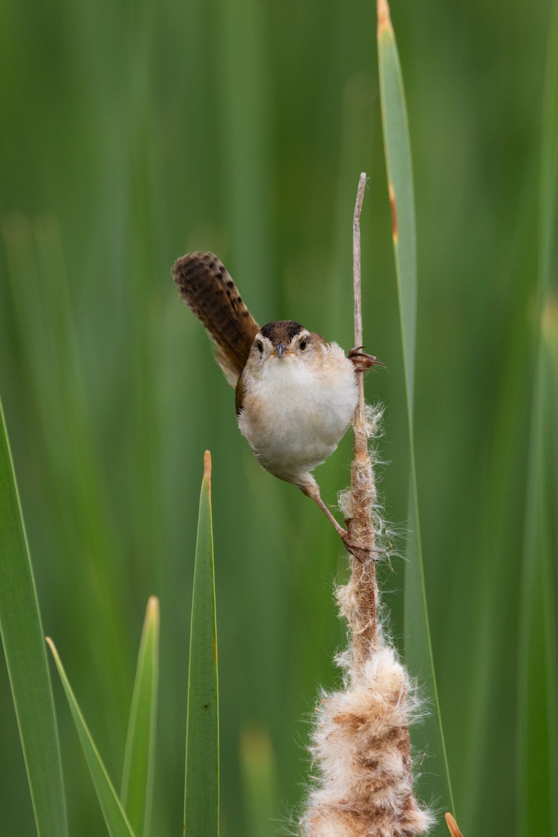 Marsh Wren (palustris Group) - ML619193902