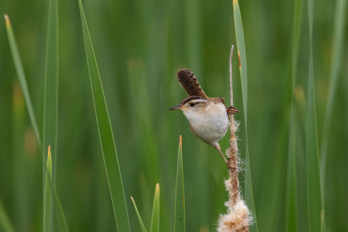 Marsh Wren (palustris Group) - ML619193903