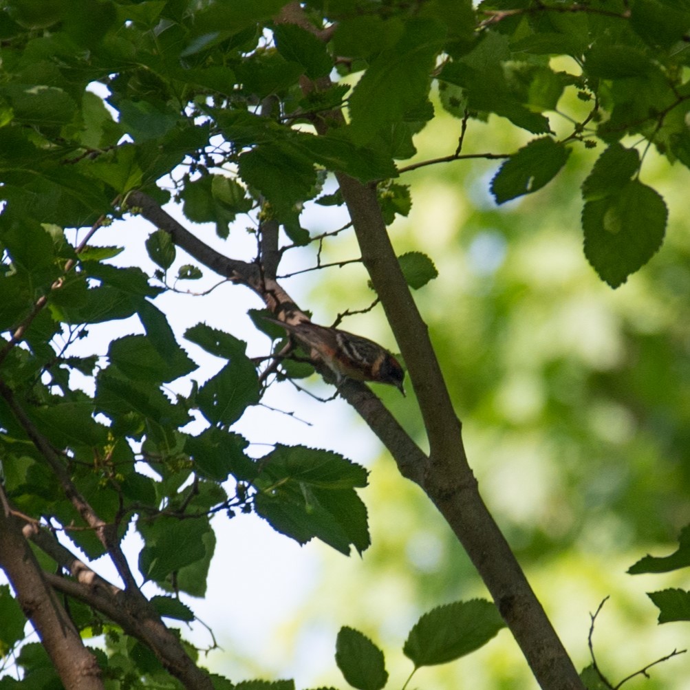 Bay-breasted Warbler - William Pixler