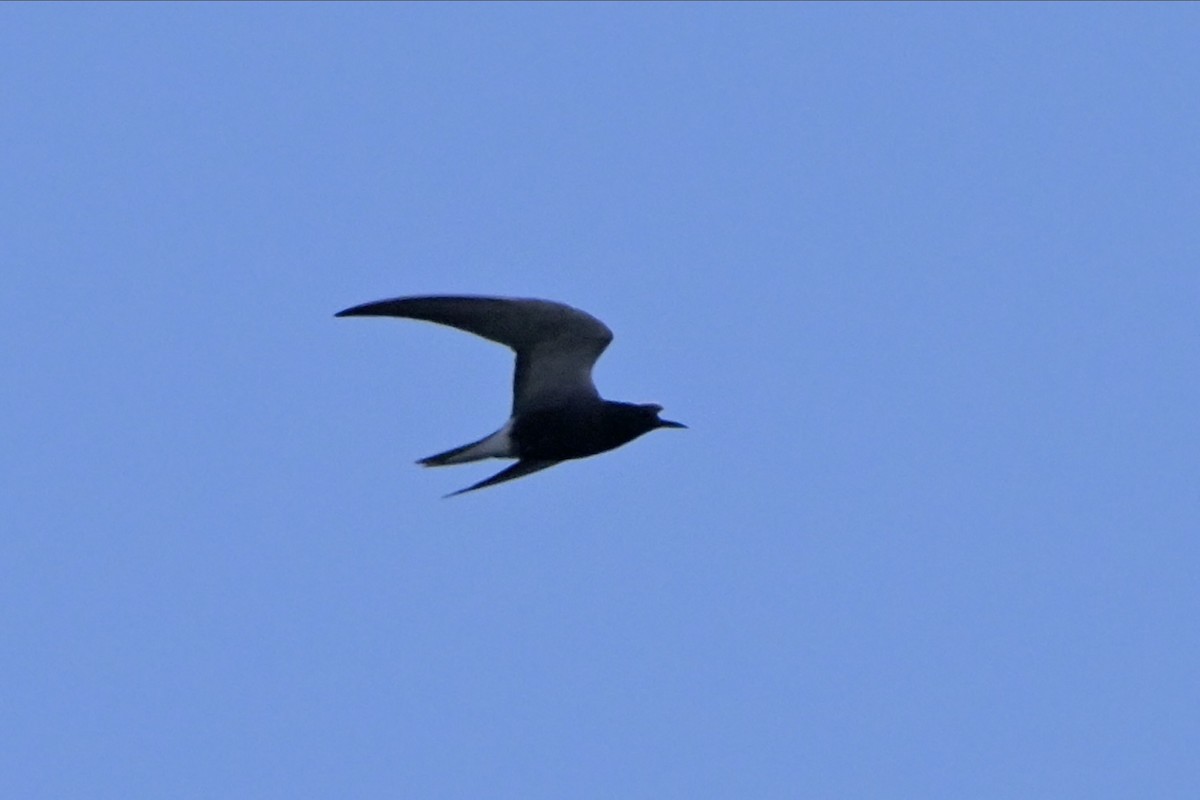 Black Tern - ML619193906