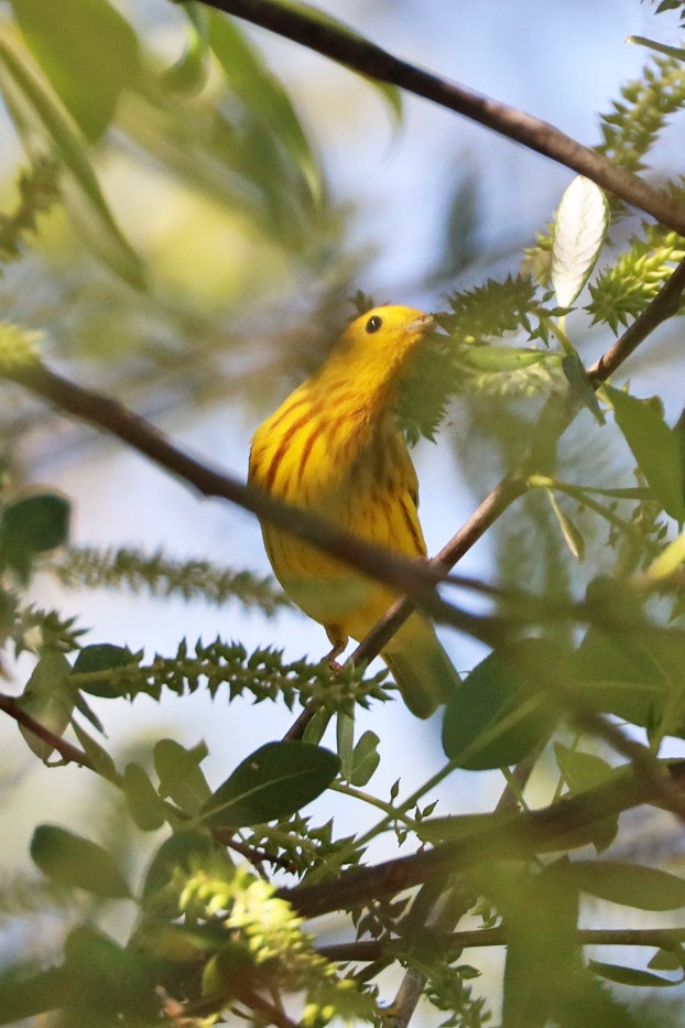 Yellow Warbler - Robert Fisher