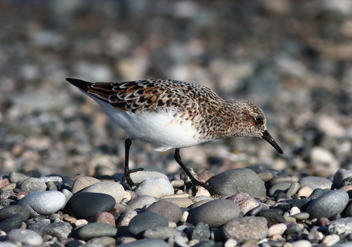 Sanderling - Blake Mann