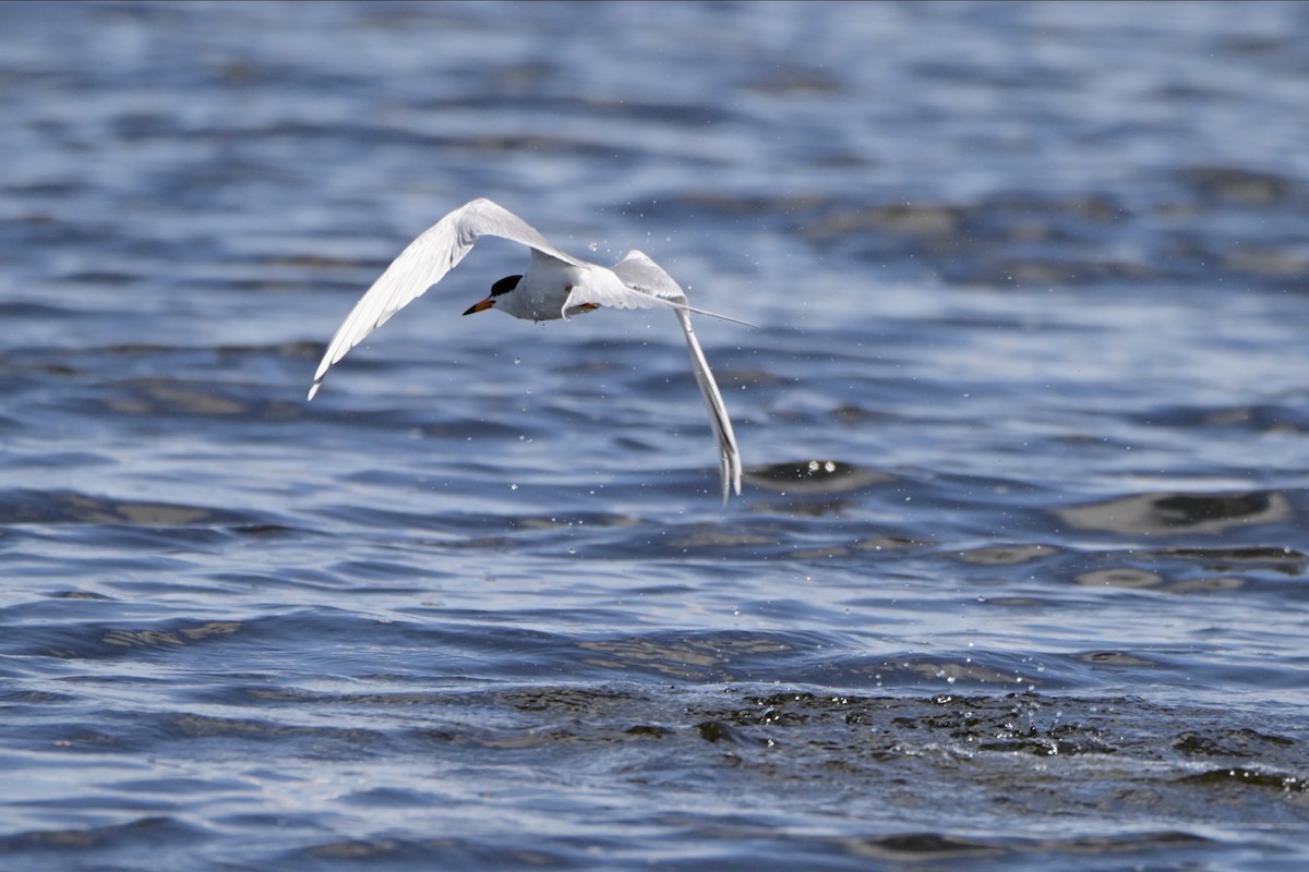 Forster's Tern - ML619193916