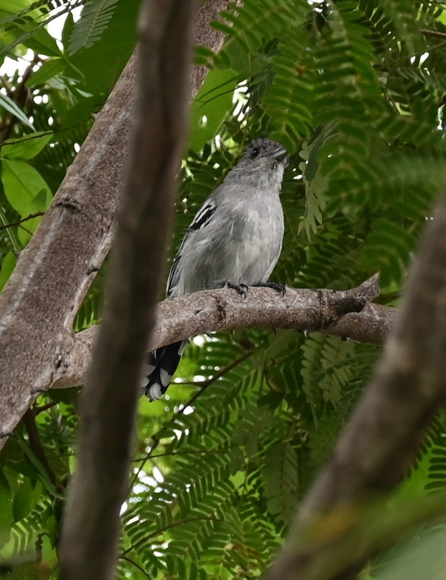 Planalto Slaty-Antshrike - Geoff Carpentier