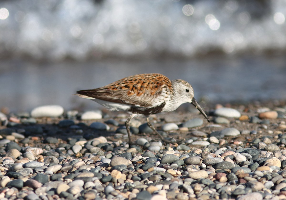 Dunlin - Blake Mann