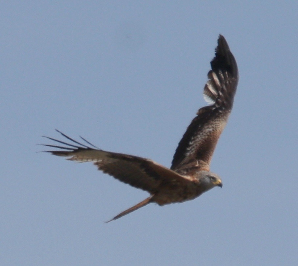 Red Kite - Edmund Bell