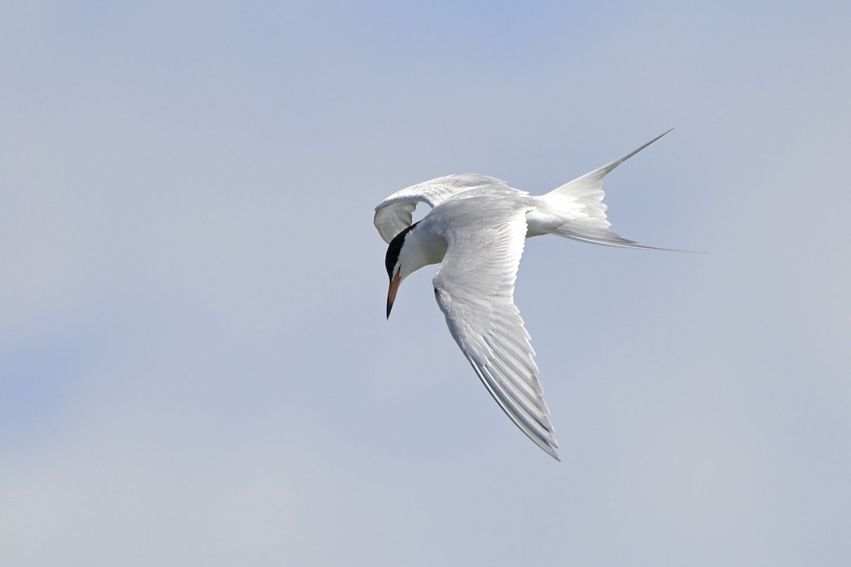 Forster's Tern - ML619193944