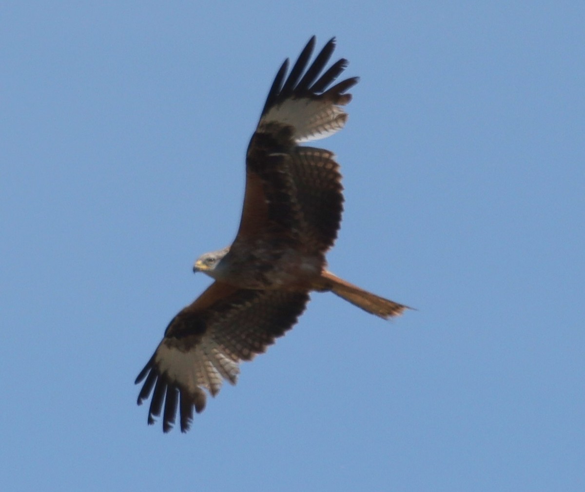 Red Kite - Edmund Bell