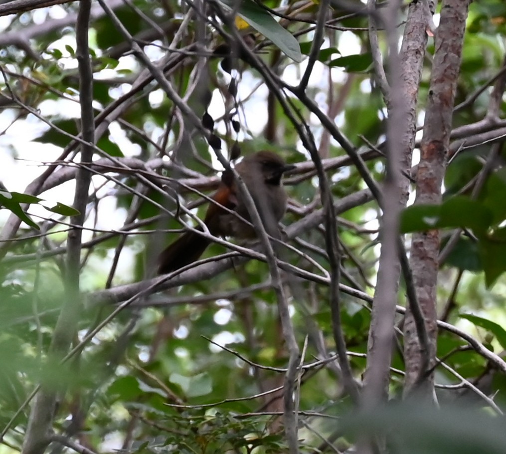 Red-shouldered Spinetail - ML619193950