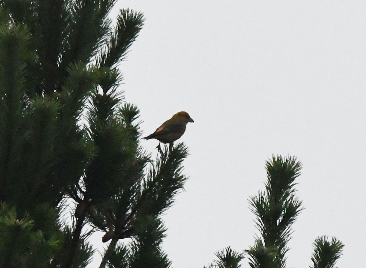 Red Crossbill - A Emmerson