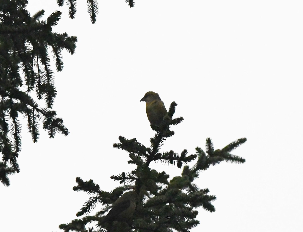 Red Crossbill - A Emmerson