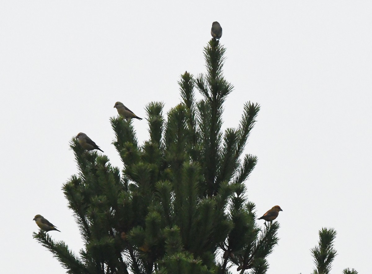 Red Crossbill - A Emmerson