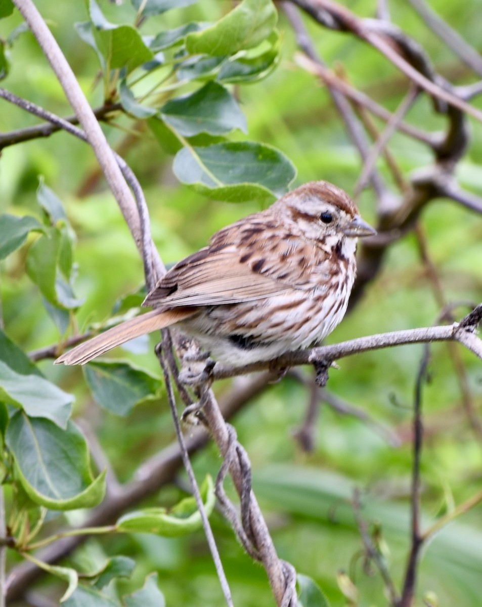 Song Sparrow - Theresa Edwards