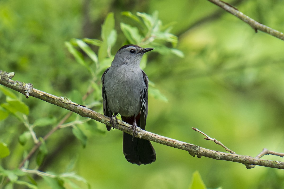 Gray Catbird - ML619193977