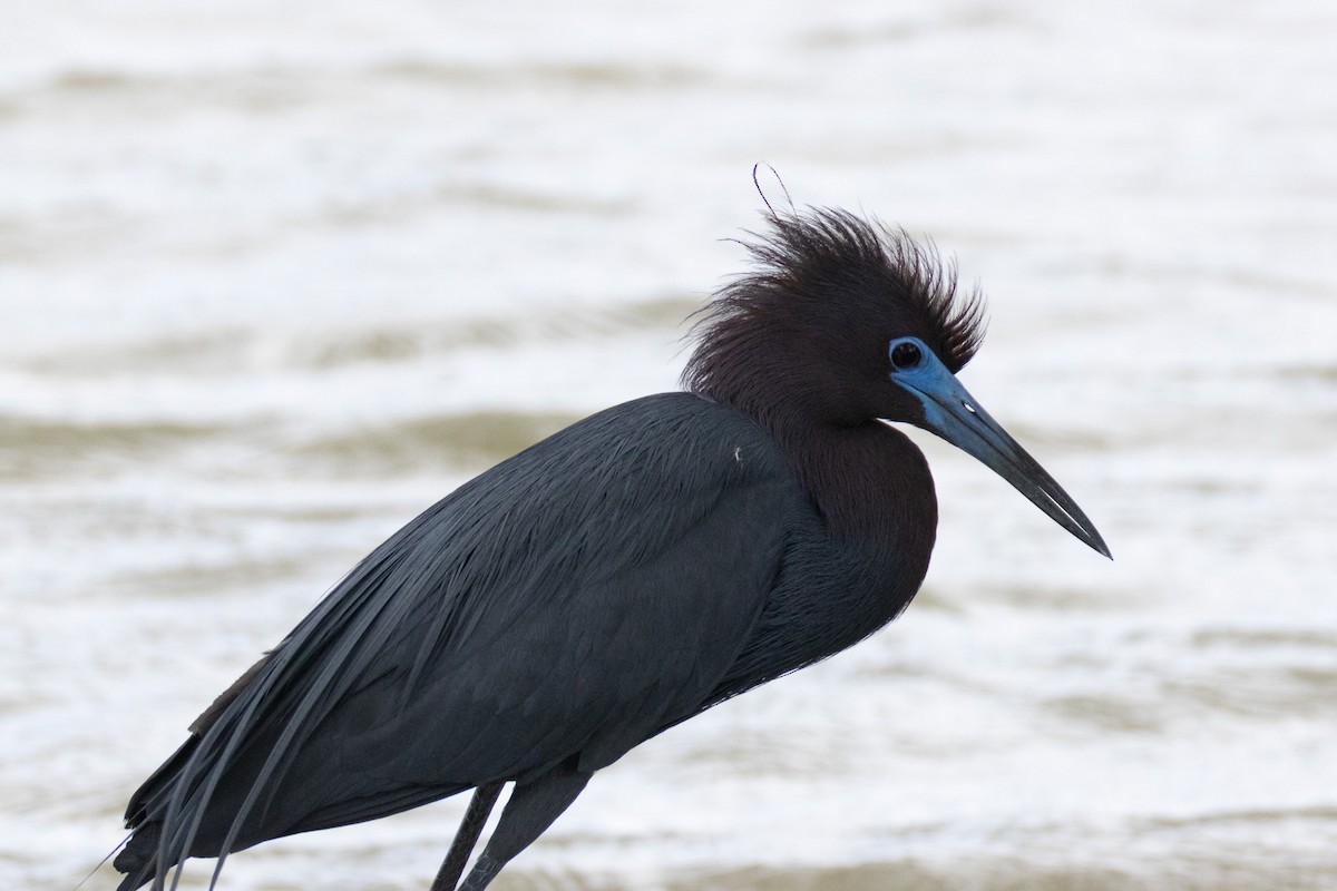 Little Blue Heron - Daniel Griffith