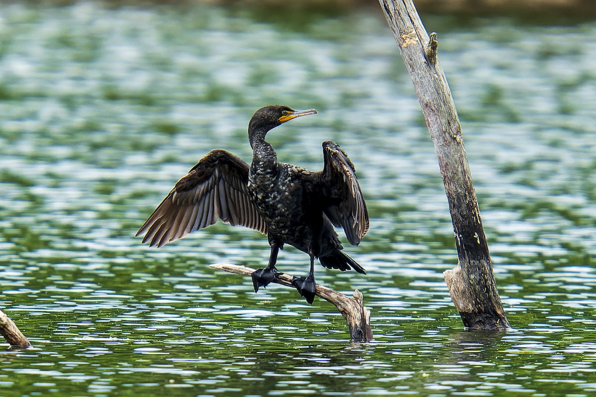 Double-crested Cormorant - Clark Duff