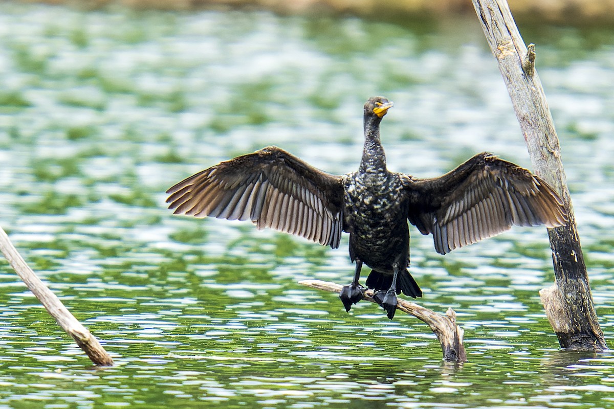 Double-crested Cormorant - ML619194009