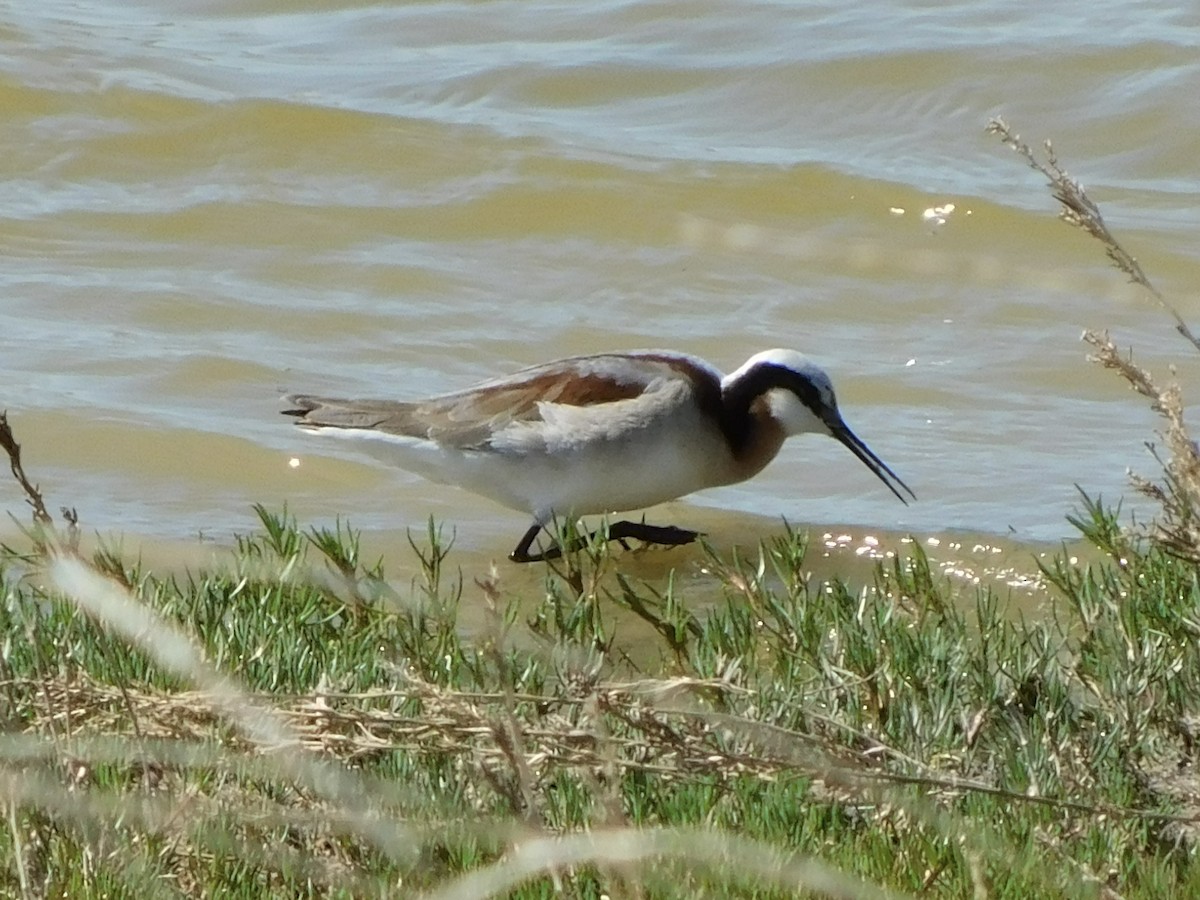 Wilson's Phalarope - Patrick Morgan