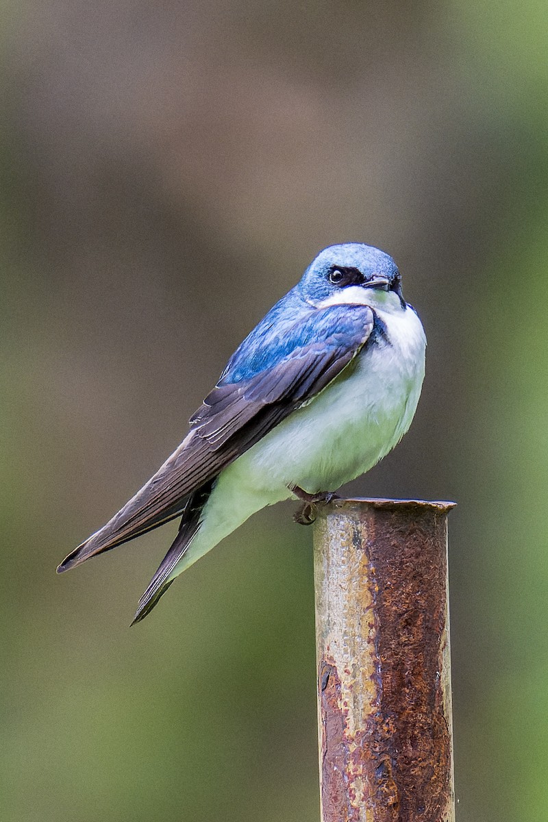 Tree Swallow - Clark Duff