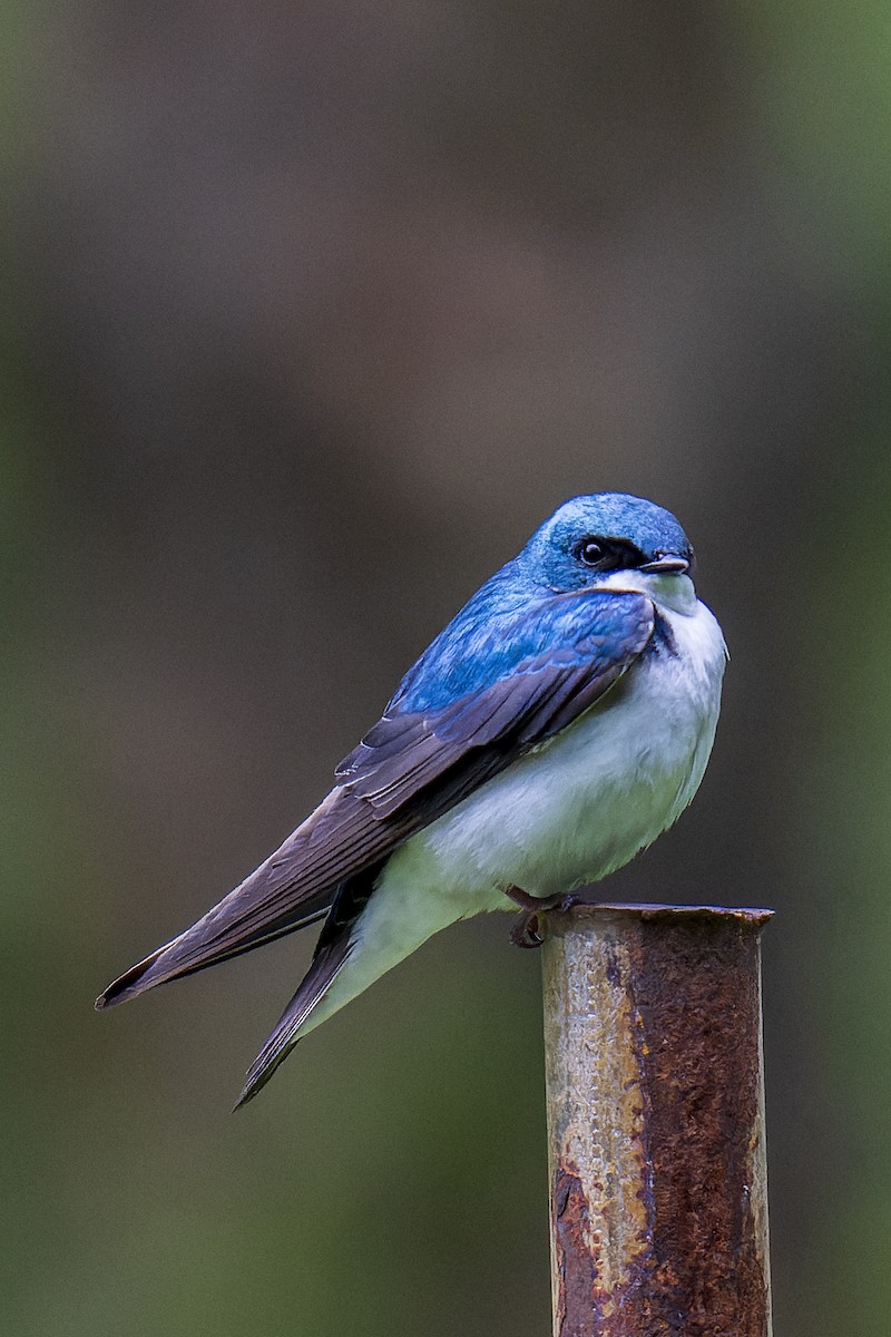 Tree Swallow - ML619194039