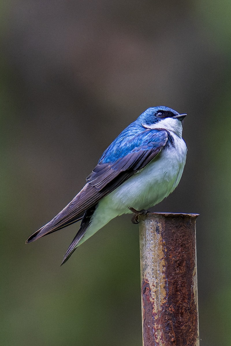 Golondrina Bicolor - ML619194040