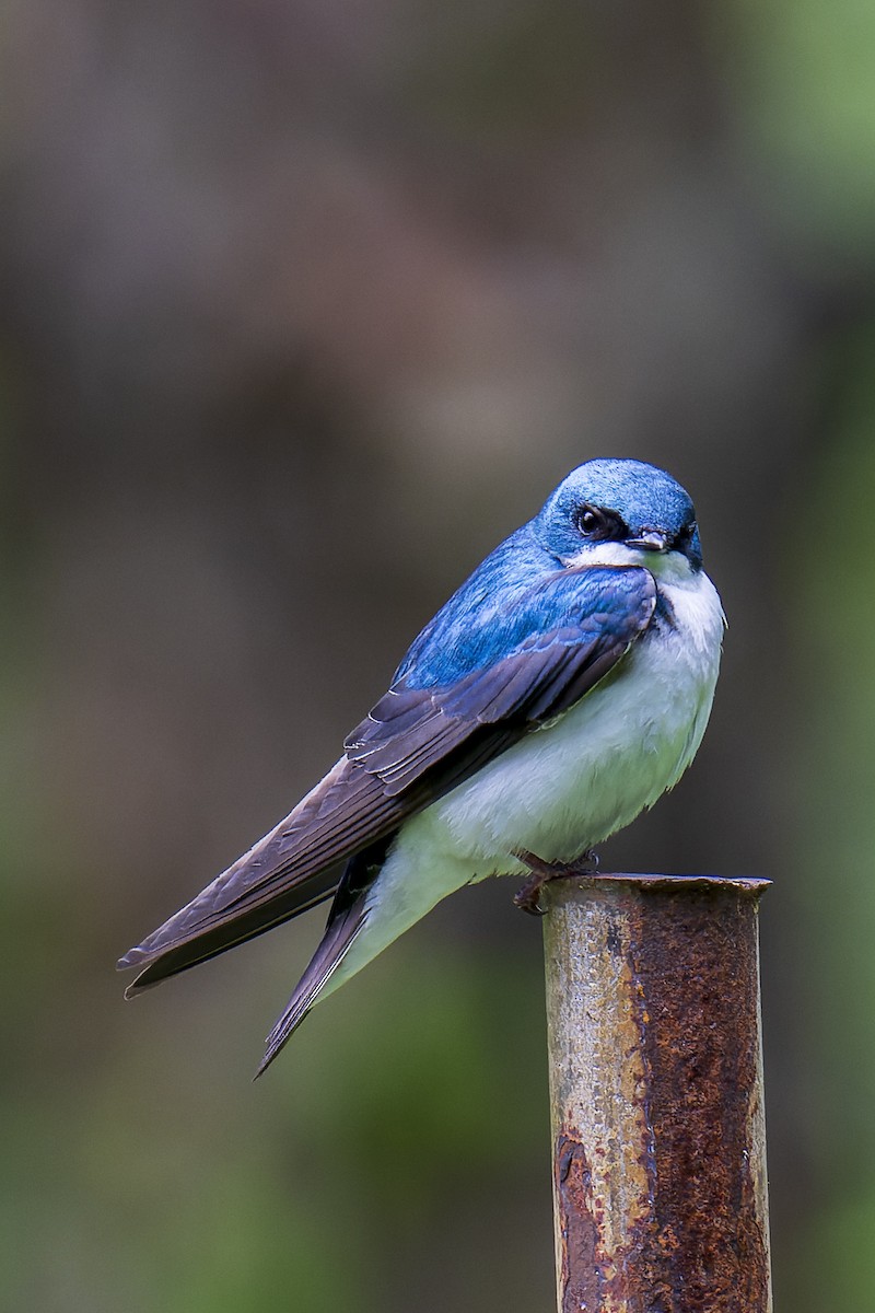 Tree Swallow - ML619194041