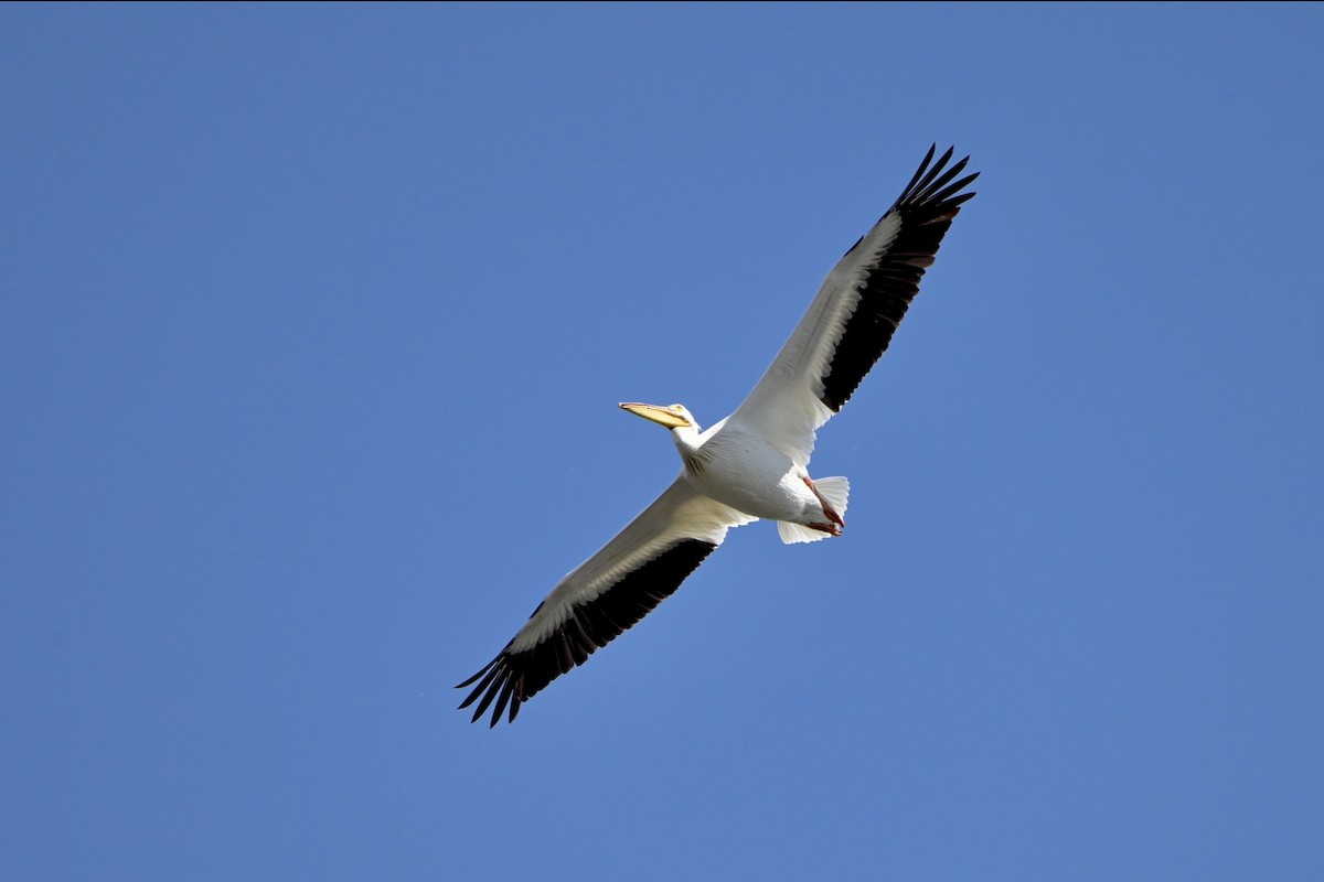 American White Pelican - Josiah Santiago