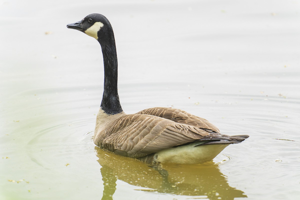 Canada Goose - Clark Duff