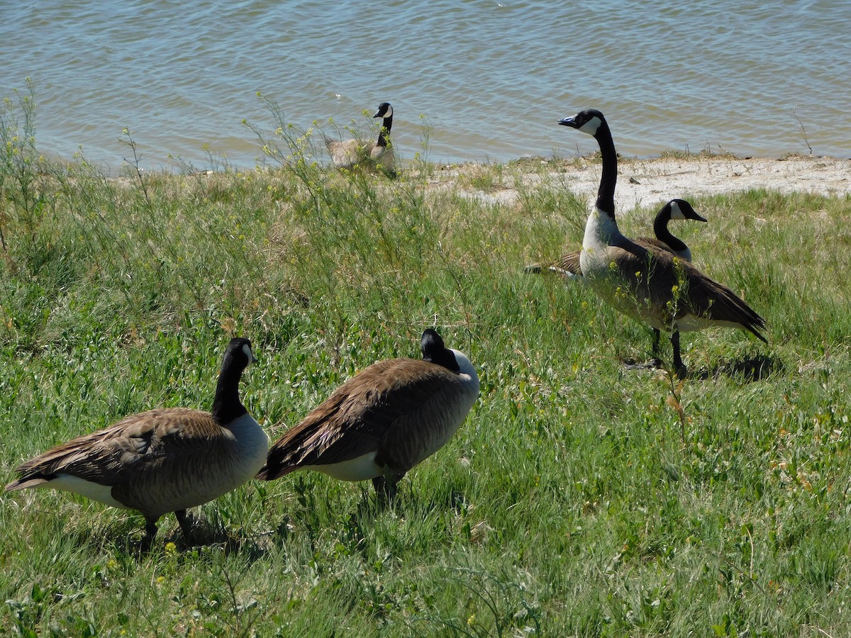 Canada Goose - ML619194058