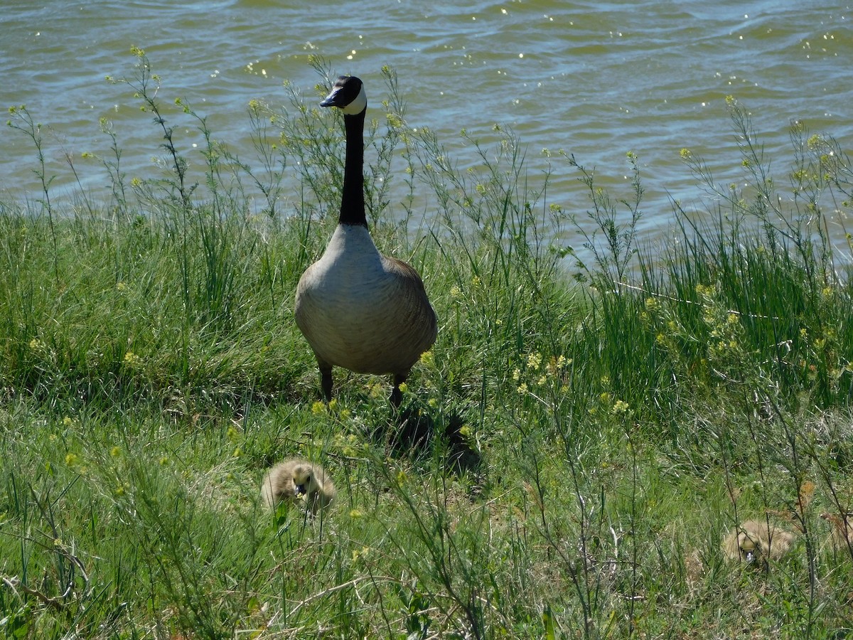 Canada Goose - ML619194059